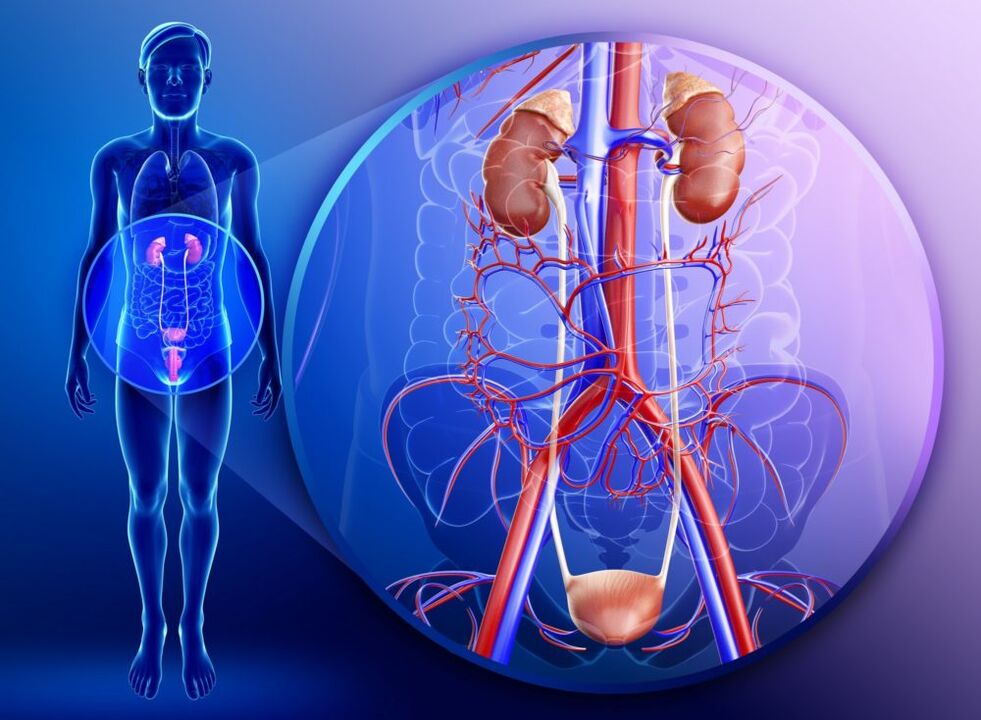 Con la inflamación de los órganos del sistema genitourinario, el tratamiento con jengibre está prohibido. 